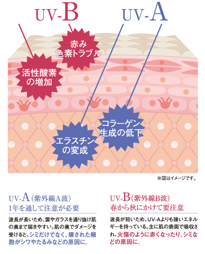 「UV-A」と「UV-B」それぞれの特徴